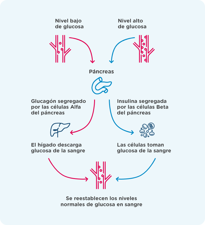 grafico pancreas
